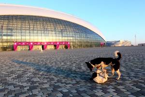 [Image: 1520-Sochi-Is-Overrun-With-Adorable-Stray-Dogs.jpg]